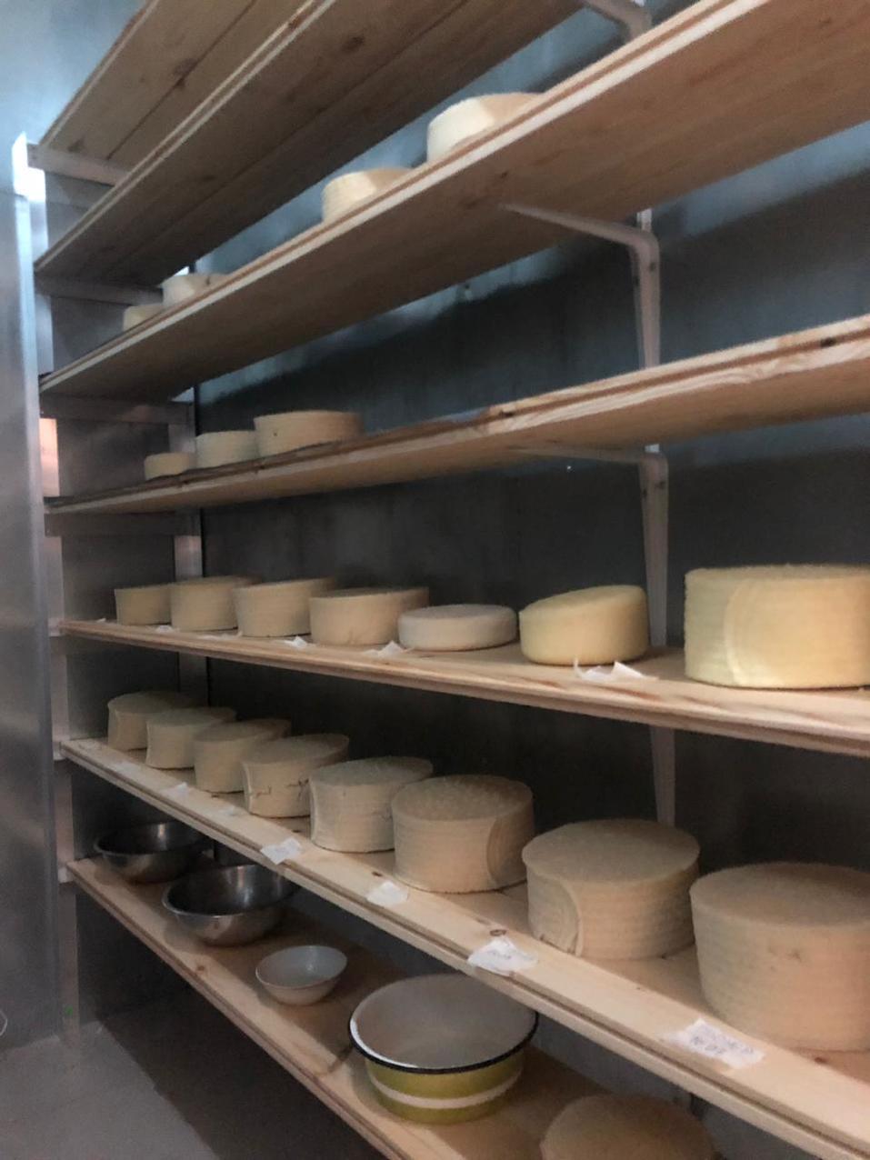 Уральский юрист запустила производство овечьего сыра 1 Уральский юрист запустила производство овечьего сыра 1