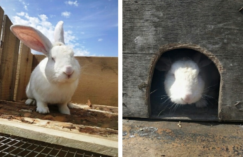 Хозяйство до 100 кроликов: как школьница из Челябинской области стала фермером 1 Хозяйство до 100 кроликов: как школьница из Челябинской области стала фермером 1