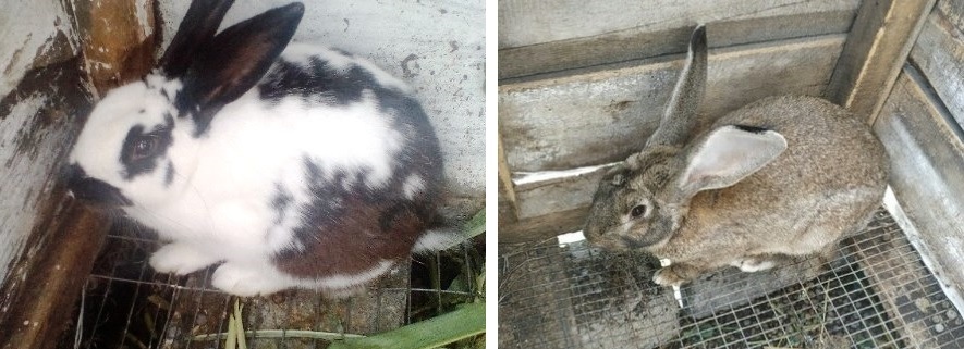 Хозяйство до 100 кроликов: как школьница из Челябинской области стала фермером 2 Хозяйство до 100 кроликов: как школьница из Челябинской области стала фермером 2