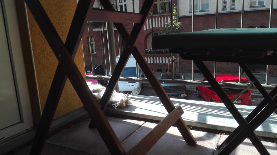 Кошка Кошка