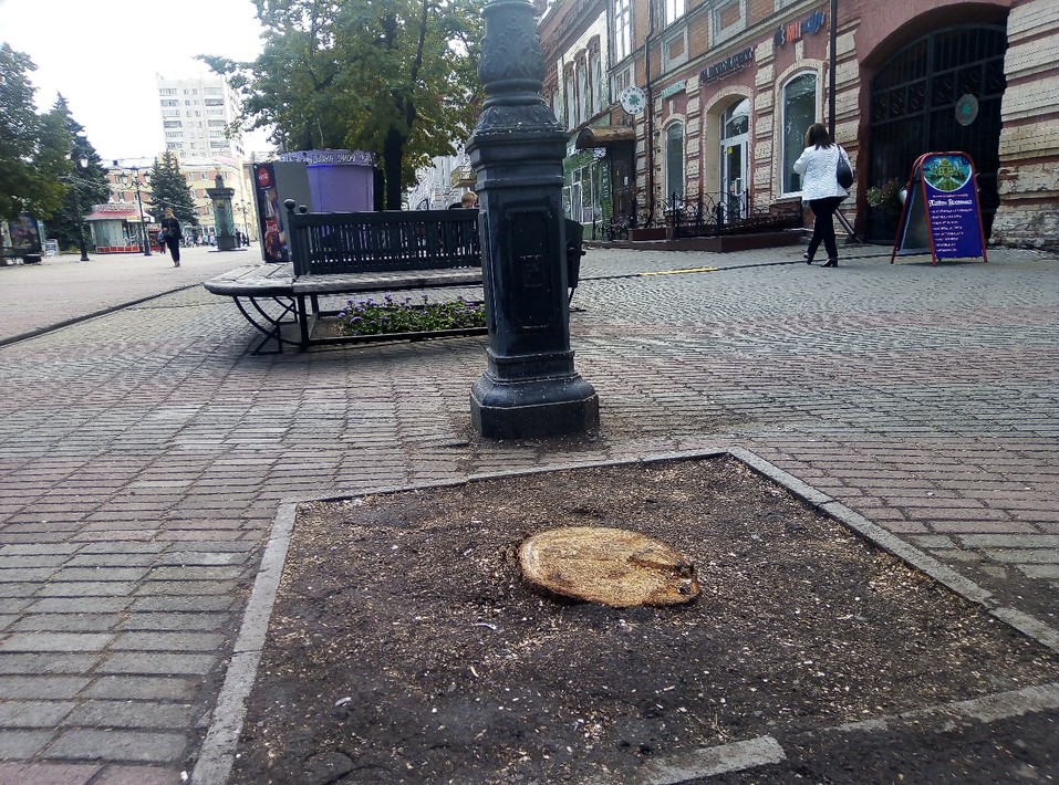 На Кировке таинственно исчезают деревья, а вместо них остаются пни 1 На Кировке таинственно исчезают деревья, а вместо них остаются пни 1