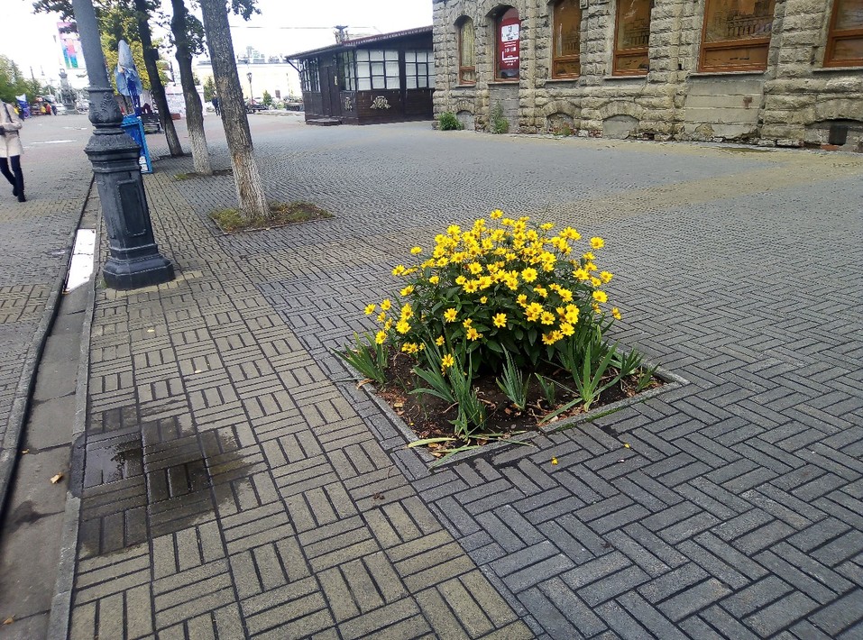 На Кировке таинственно исчезают деревья, а вместо них остаются пни 3 На Кировке таинственно исчезают деревья, а вместо них остаются пни 3