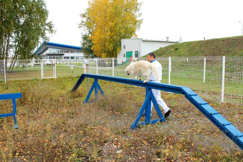 Собакам вход разрешен. Опыт создания pet-friendly офиса компании Mars в Новосибирске 7 Собакам вход разрешен. Опыт создания pet-friendly офиса компании Mars в Новосибирске 7