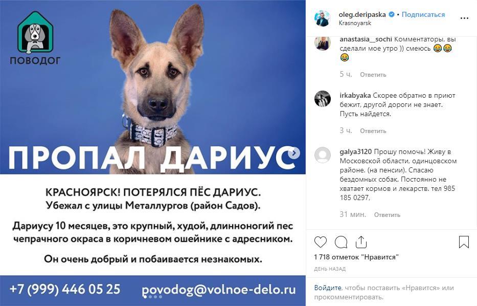 Дерипаска объявил награду нашедшему пропавшую собаку в Красноярске
1 Дерипаска объявил награду нашедшему пропавшую собаку в Красноярске
1