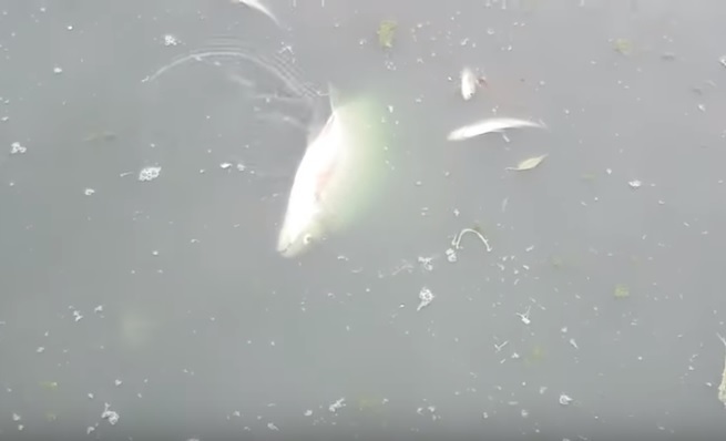 Массовый мор рыбы Массовый мор рыбы