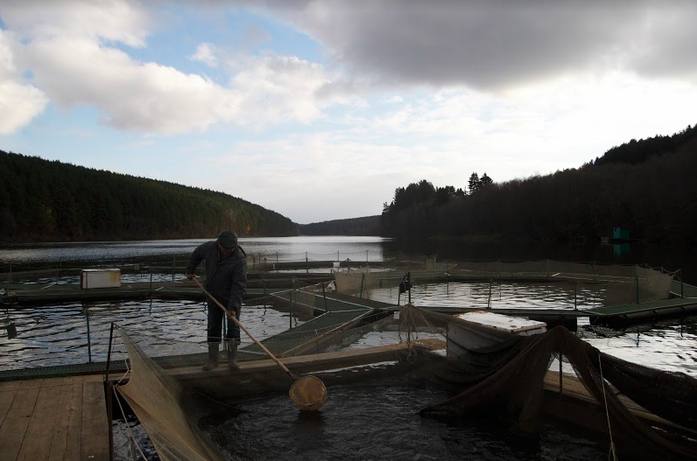 Форелевая ферма Форелевая ферма