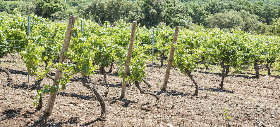 Сын миллиардера Дмитрия Пумпянского рассказал о семейной винодельне во Франции 2 Сын миллиардера Дмитрия Пумпянского рассказал о семейной винодельне во Франции 2