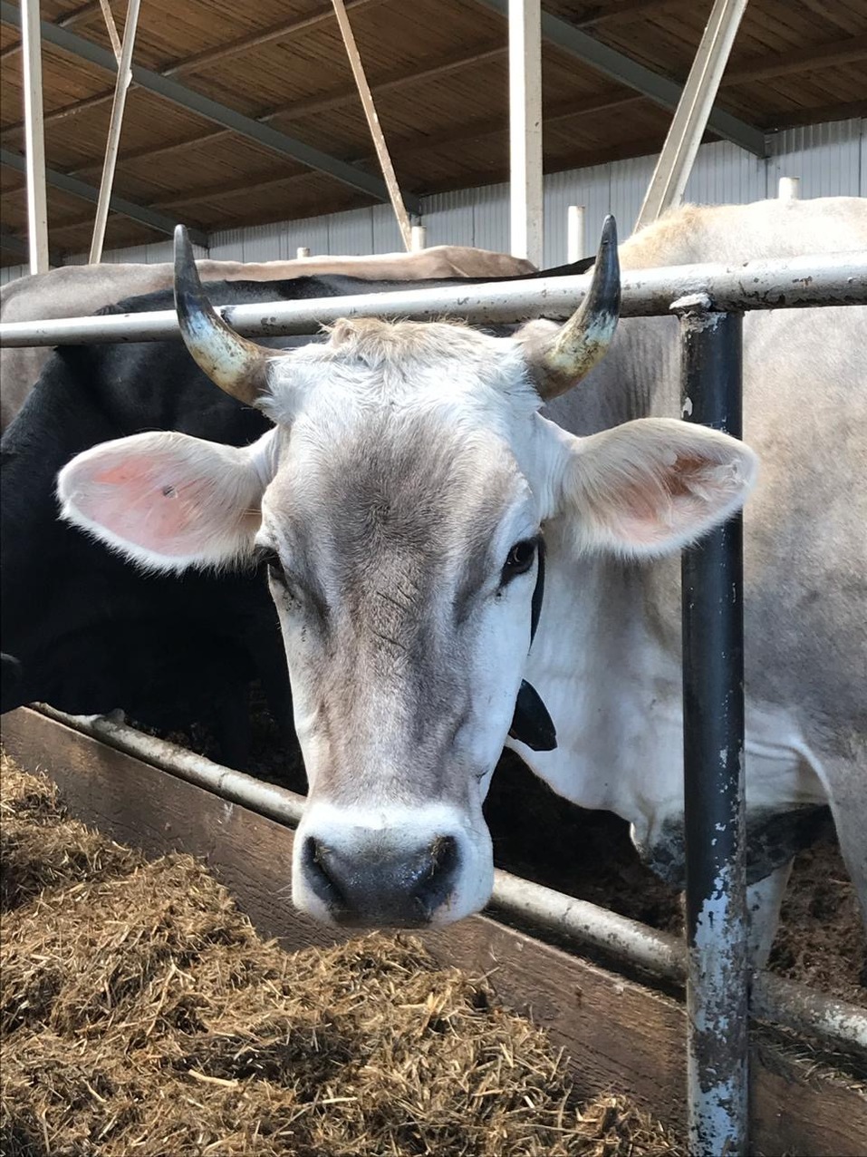 «Мы учим людей европейской культуре потребления». Как в России производят ремесленный сыр 4 «Мы учим людей европейской культуре потребления». Как в России производят ремесленный сыр 4