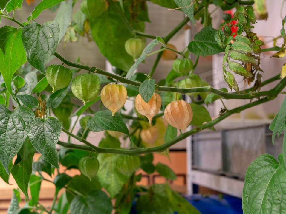 Будущее наступило: продукты будут выращивать прямо в магазине. Первый опыт в Екатеринбурге 8 Будущее наступило: продукты будут выращивать прямо в магазине. Первый опыт в Екатеринбурге 8