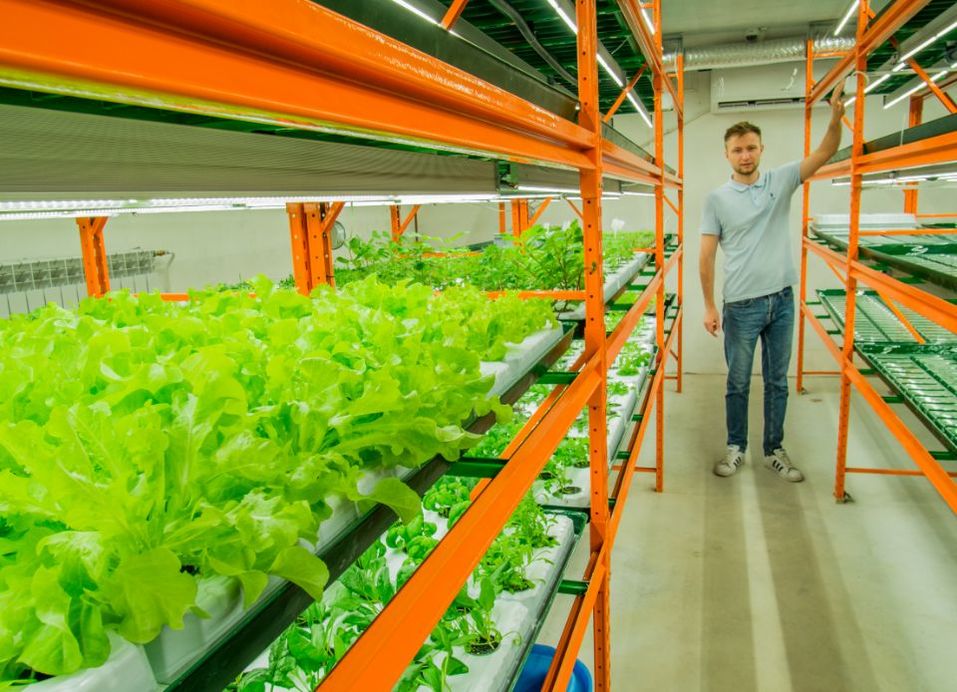 Будущее наступило: продукты будут выращивать прямо в магазине. Первый опыт в Екатеринбурге 5 Будущее наступило: продукты будут выращивать прямо в магазине. Первый опыт в Екатеринбурге 5