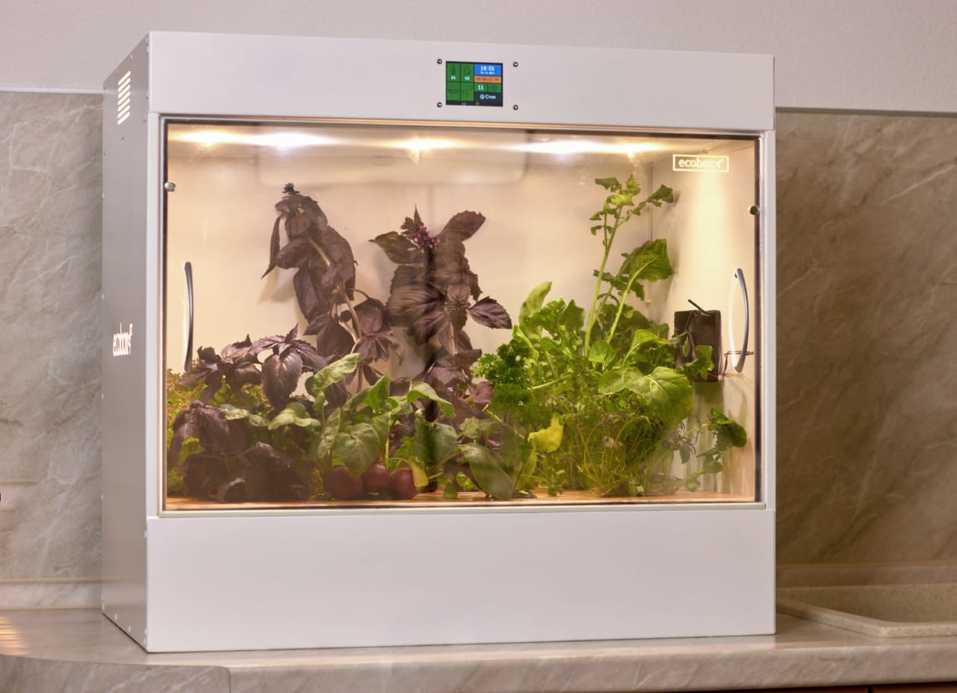 Будущее наступило: продукты будут выращивать прямо в магазине. Первый опыт в Екатеринбурге 1 Будущее наступило: продукты будут выращивать прямо в магазине. Первый опыт в Екатеринбурге 1