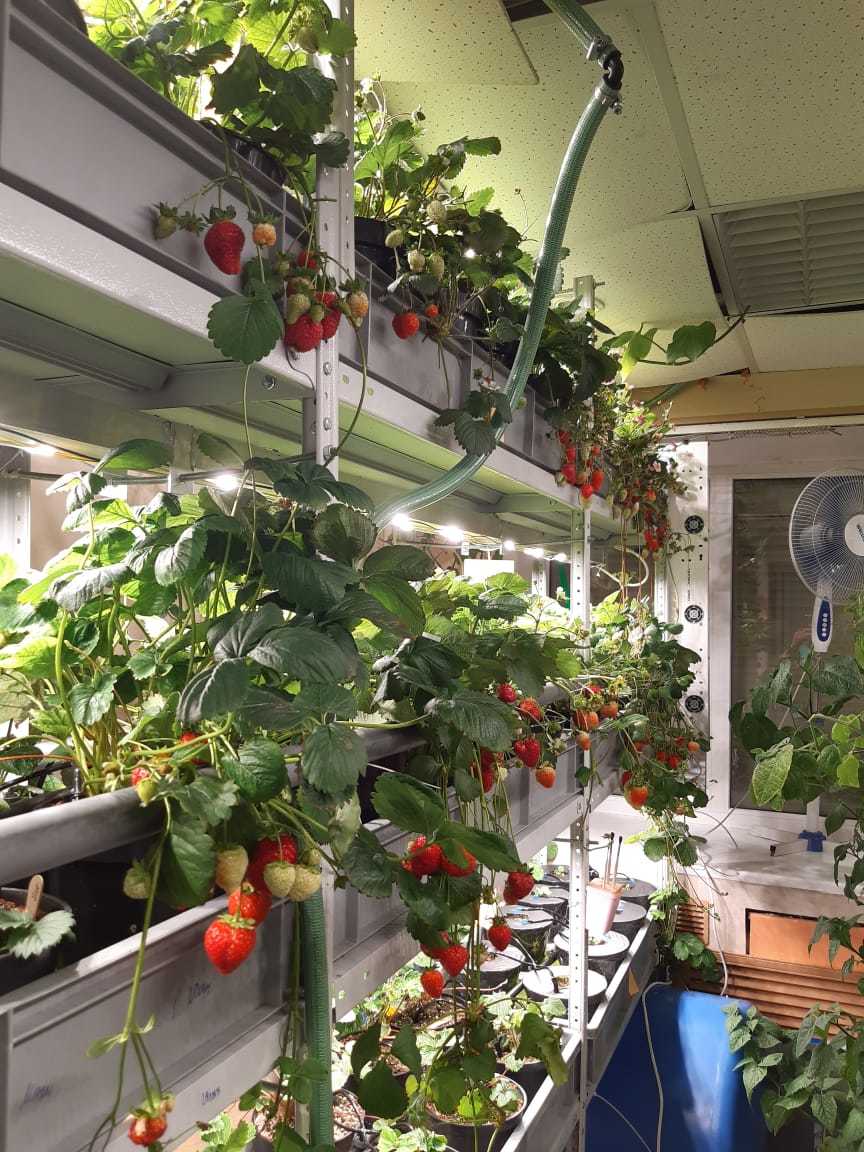 Будущее наступило: продукты будут выращивать прямо в магазине. Первый опыт в Екатеринбурге 7 Будущее наступило: продукты будут выращивать прямо в магазине. Первый опыт в Екатеринбурге 7