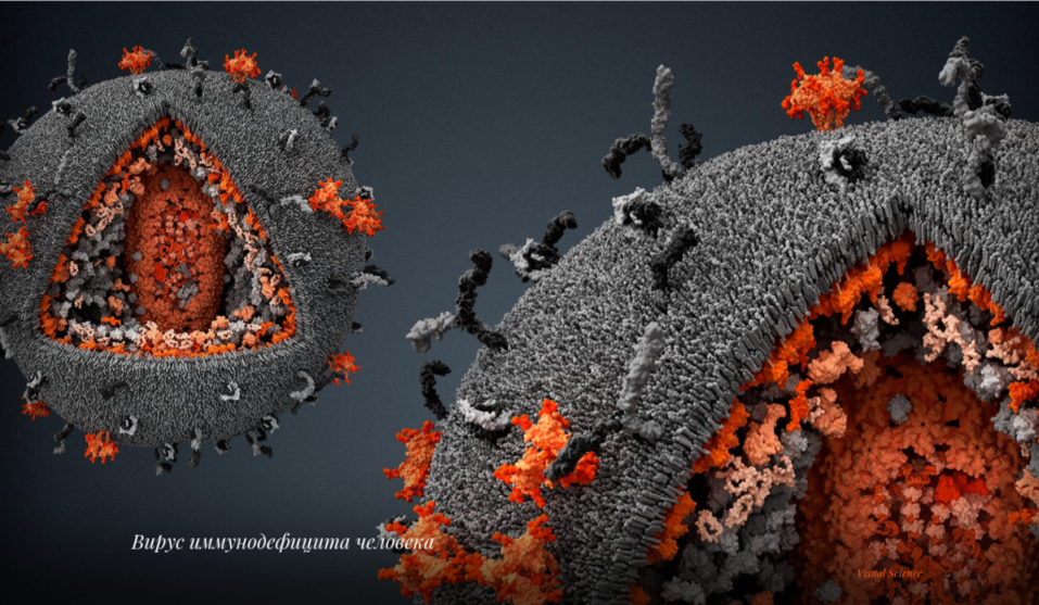 Вирус иммунодефицита человека Вирус иммунодефицита человека