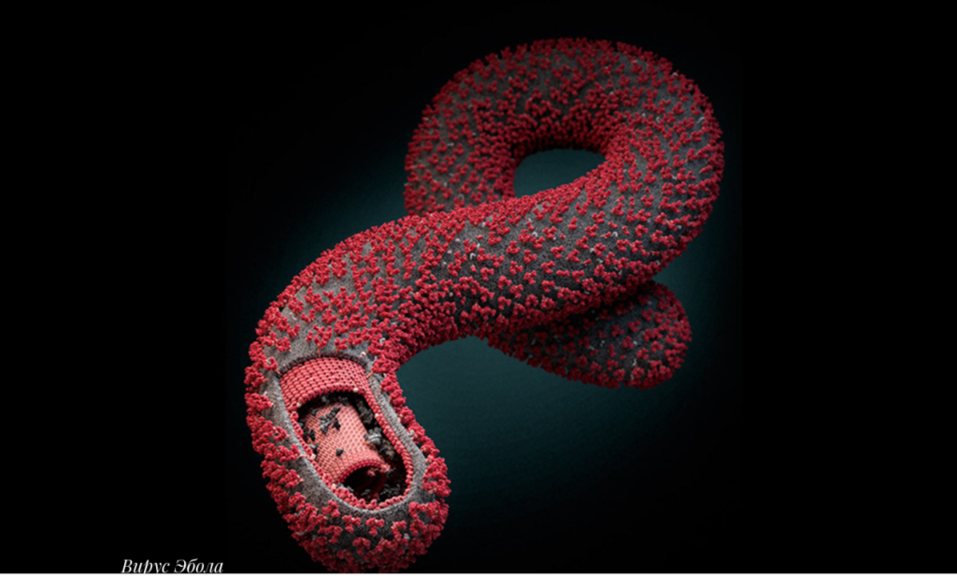 Вирус Эболы