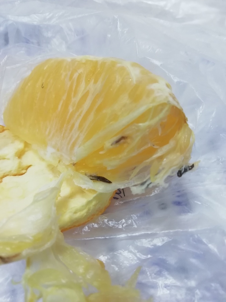 В торговые сети Челябинска проникла партия апельсинов с личинками экзотической мухи 1 В торговые сети Челябинска проникла партия апельсинов с личинками экзотической мухи 1