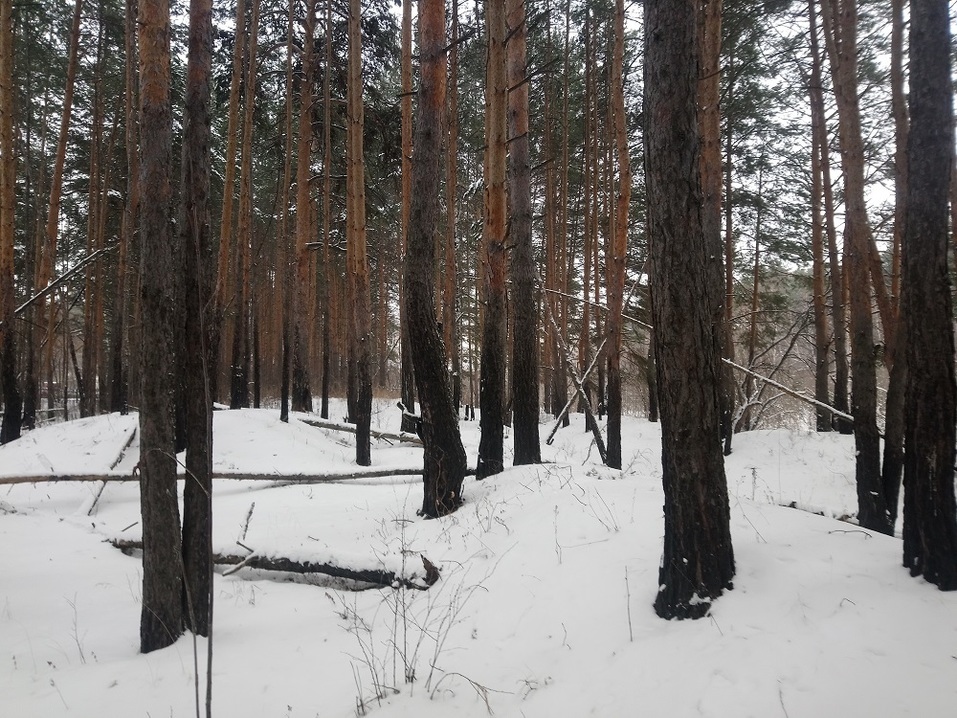 Расторгнут контракт на проектирование скандального корпуса больницы в челябинском бору 1 Расторгнут контракт на проектирование скандального корпуса больницы в челябинском бору 1