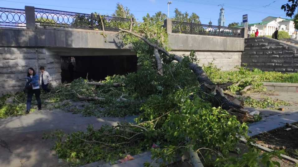 упавшие деревья упавшие деревья