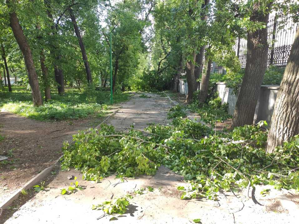 упавшие деревья упавшие деревья