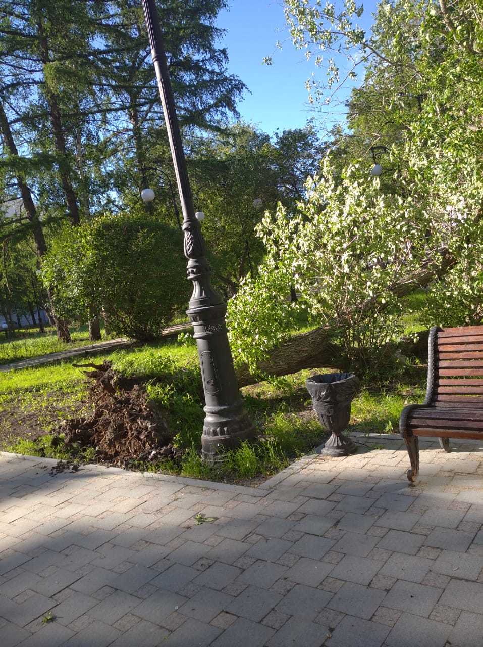 вырванные деревья у Оперного театра вырванные деревья у Оперного театра