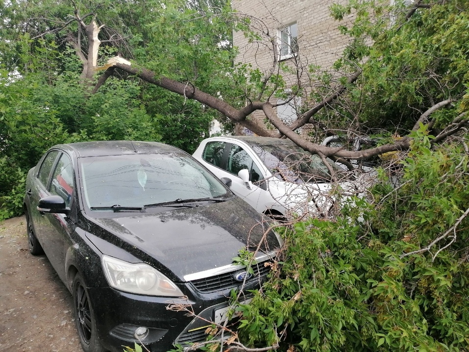 упавшие на машины деревья упавшие на машины деревья