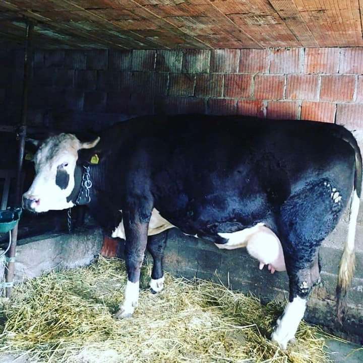 Корова Корова