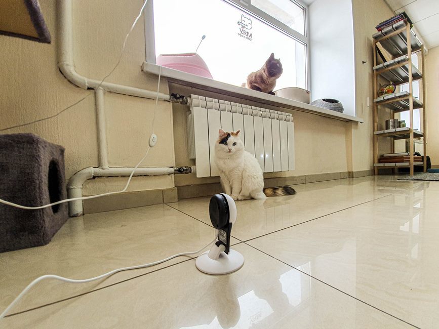 видеонаблюдение в котокафе видеонаблюдение в котокафе