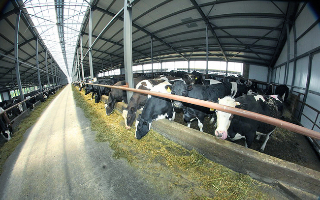 Оборудование новое, рецепты классические: в «Подовинновском» запускают новую продукцию 8 Оборудование новое, рецепты классические: в «Подовинновском» запускают новую продукцию 8