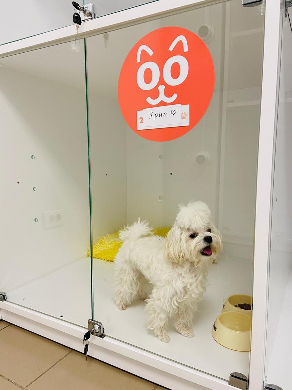 В Челябинске открылся лакшери-отель для кошек и собак с салоном красоты 4 В Челябинске открылся лакшери-отель для кошек и собак с салоном красоты 4