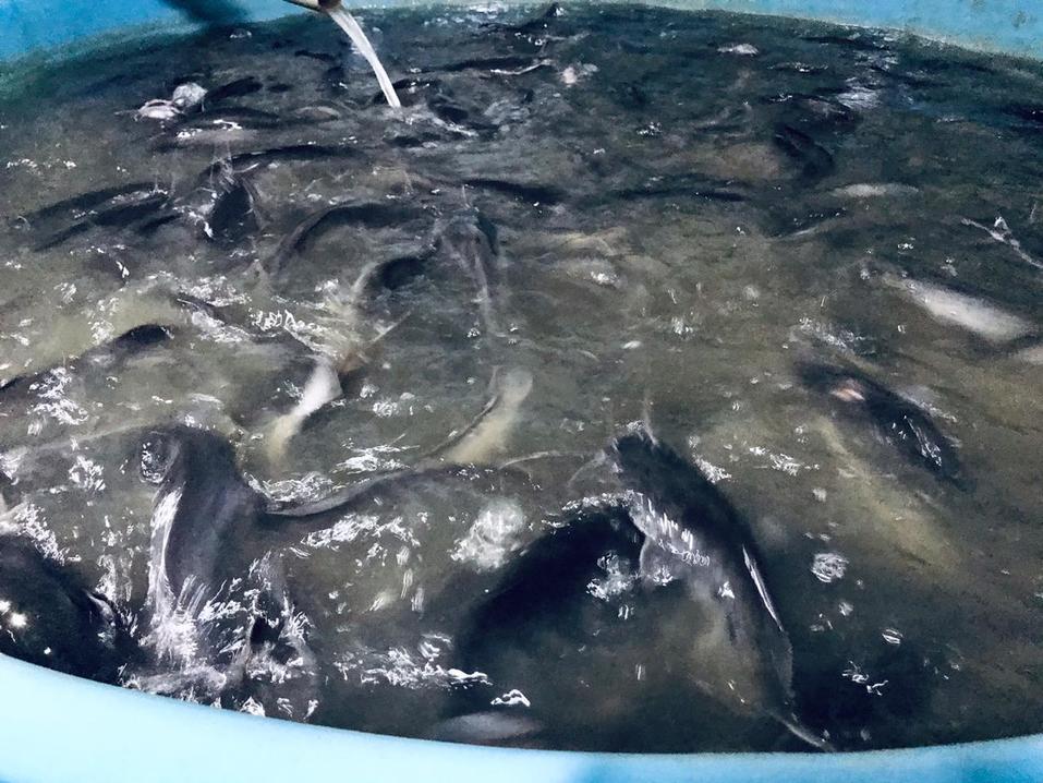 Деликатес местного производства. В Нижегородской области начали разводить мраморного сома 1 Деликатес местного производства. В Нижегородской области начали разводить мраморного сома 1