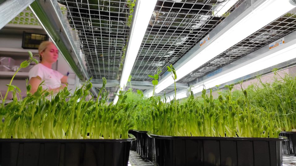 Городская ферма Городская ферма