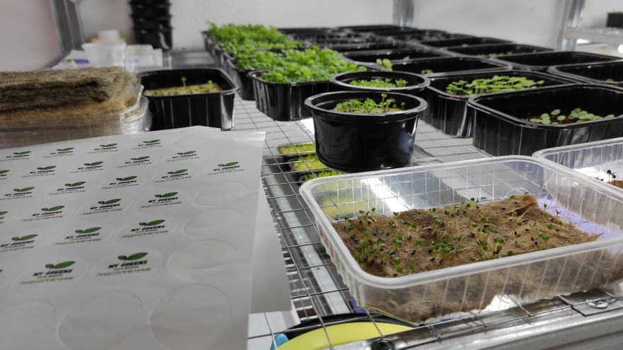 Зелень Зелень