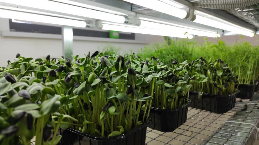 Подсолнечник Подсолнечник