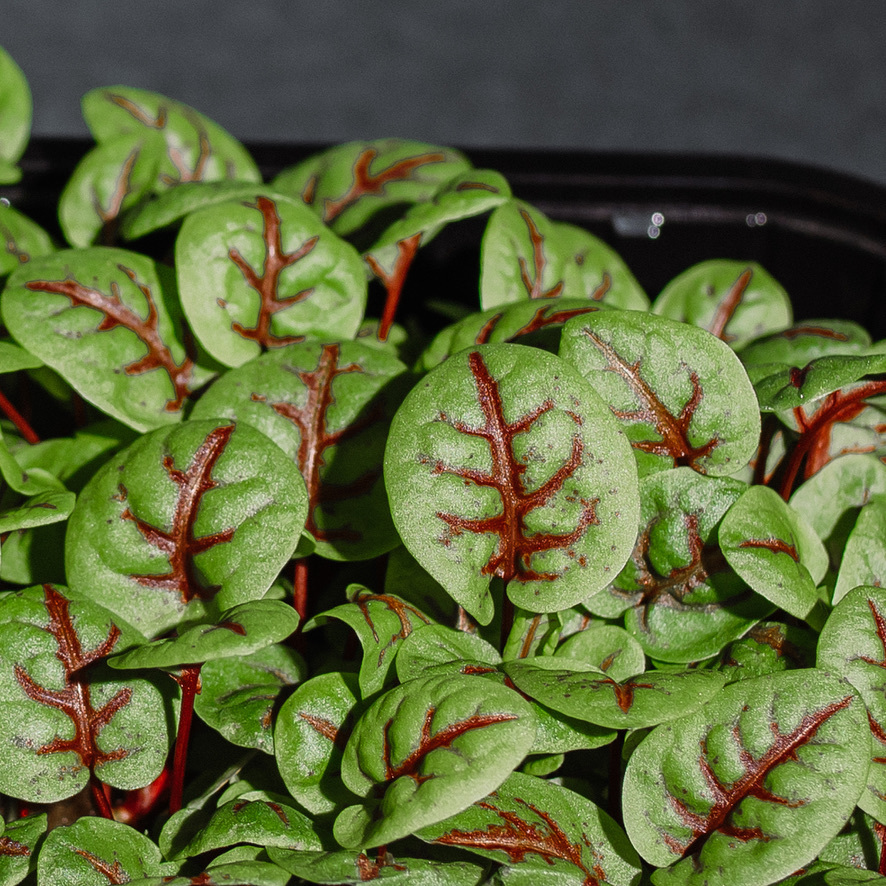 Щавель Щавель