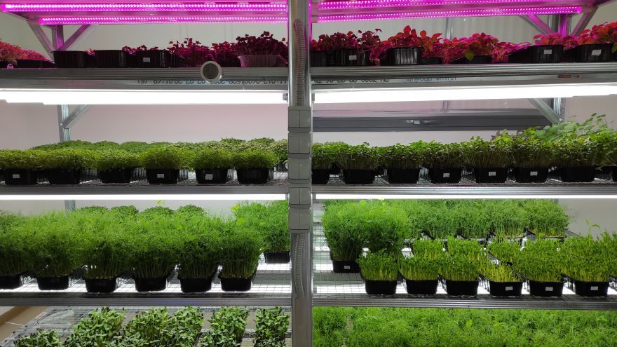 Стеллаж с зеленью Стеллаж с зеленью