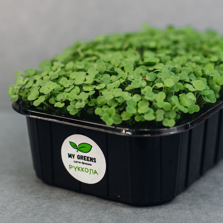 Руккола Руккола