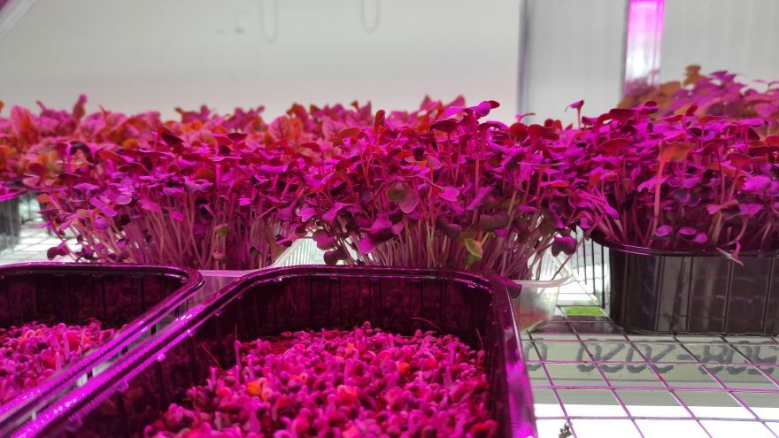 Амарант Амарант