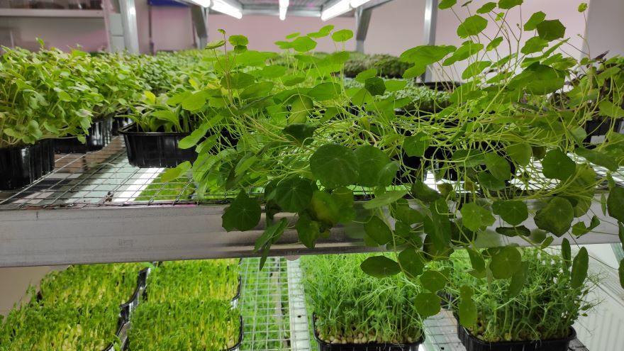 Настурция Настурция