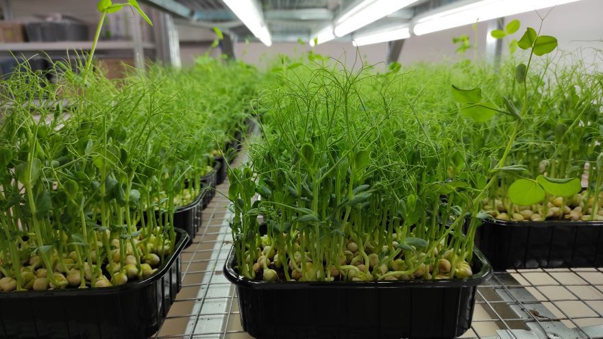 Горошек Горошек