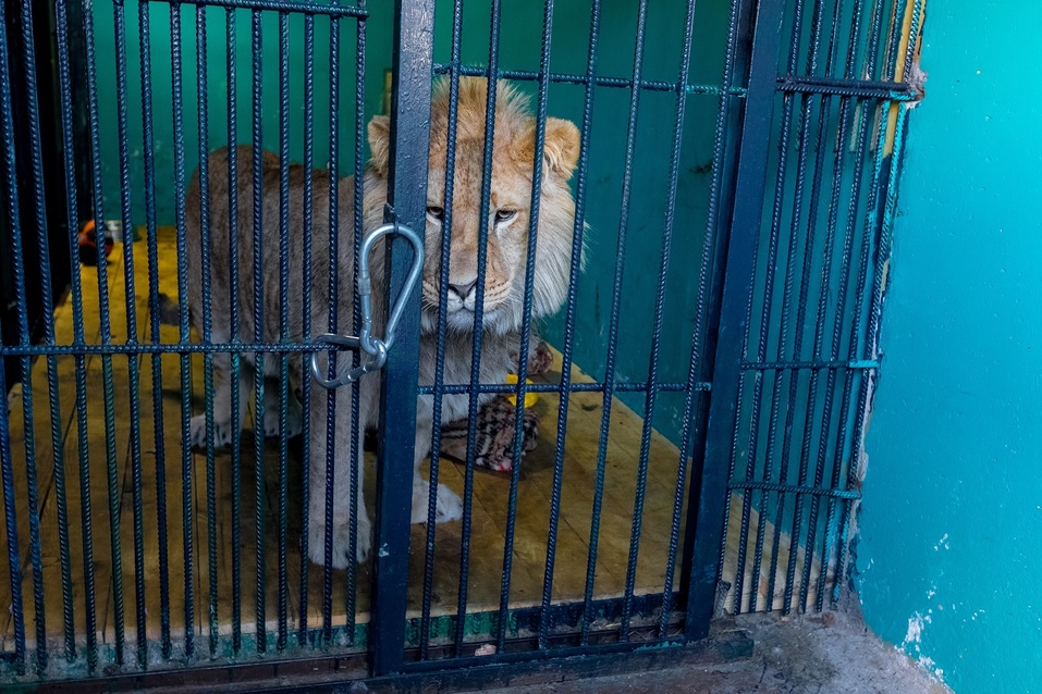 В пандемию обанкротились передвижные цирки и контактные зоопарки — зверей сдают на чучела 2 В пандемию обанкротились передвижные цирки и контактные зоопарки — зверей сдают на чучела 2