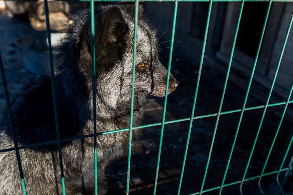 В пандемию обанкротились передвижные цирки и контактные зоопарки — зверей сдают на чучела 3 В пандемию обанкротились передвижные цирки и контактные зоопарки — зверей сдают на чучела 3