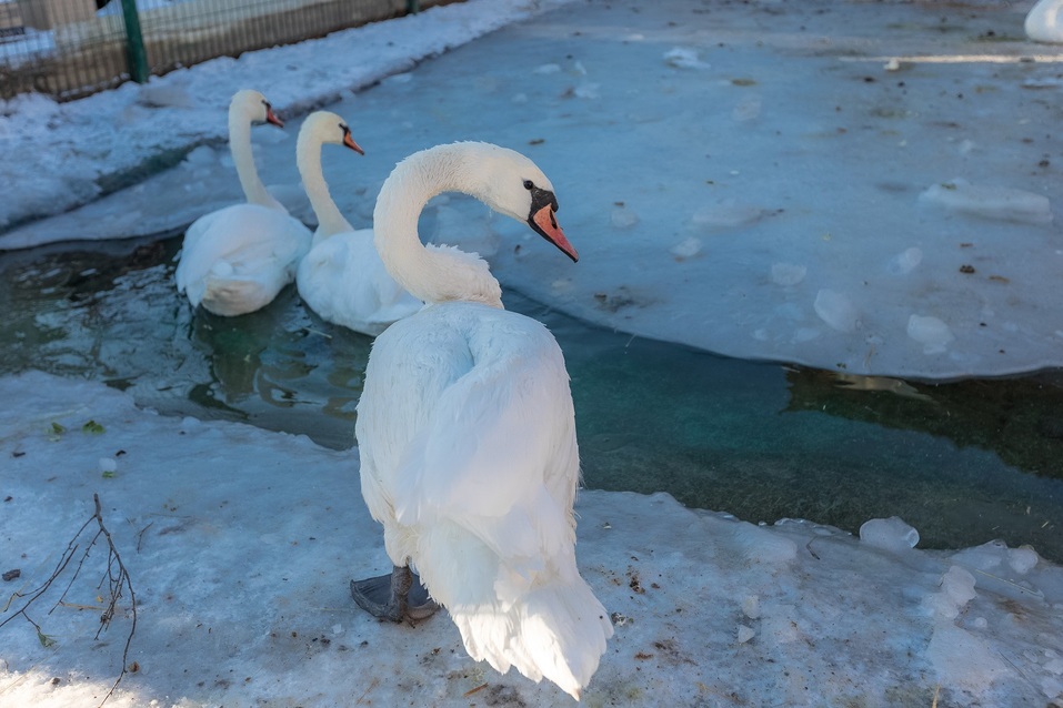 В пандемию обанкротились передвижные цирки и контактные зоопарки — зверей сдают на чучела 5 В пандемию обанкротились передвижные цирки и контактные зоопарки — зверей сдают на чучела 5