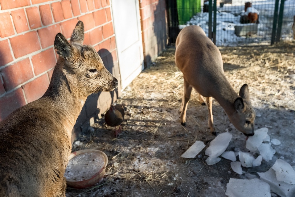 В пандемию обанкротились передвижные цирки и контактные зоопарки — зверей сдают на чучела 6 В пандемию обанкротились передвижные цирки и контактные зоопарки — зверей сдают на чучела 6