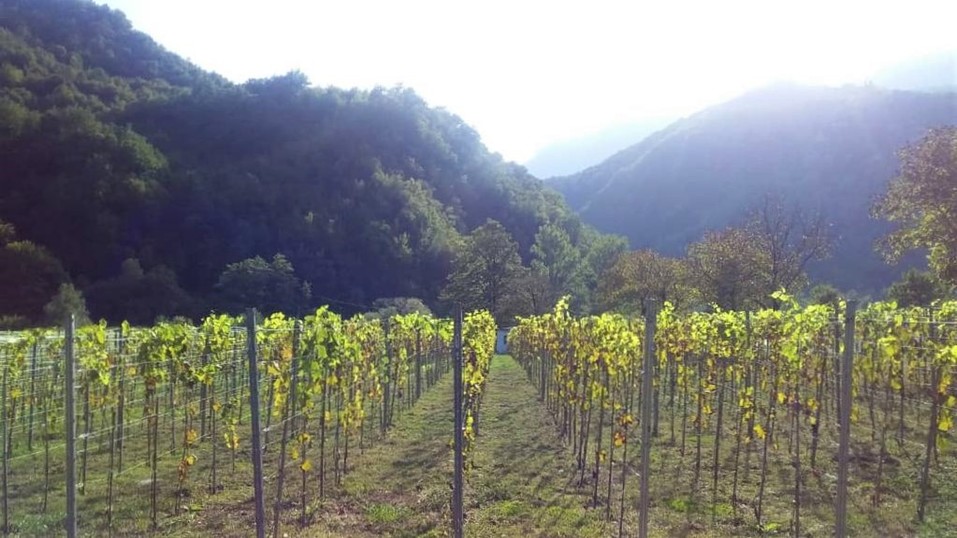 Виноградник в Грузии Виноградник в Грузии