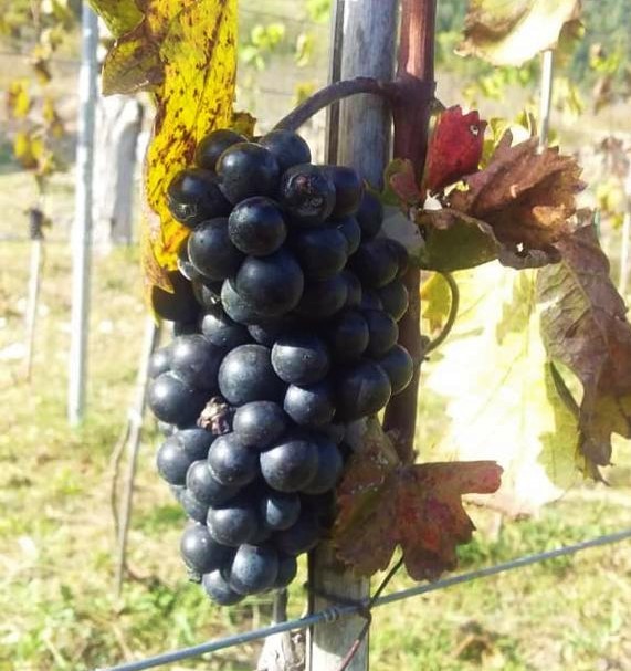 Виноград Виноград