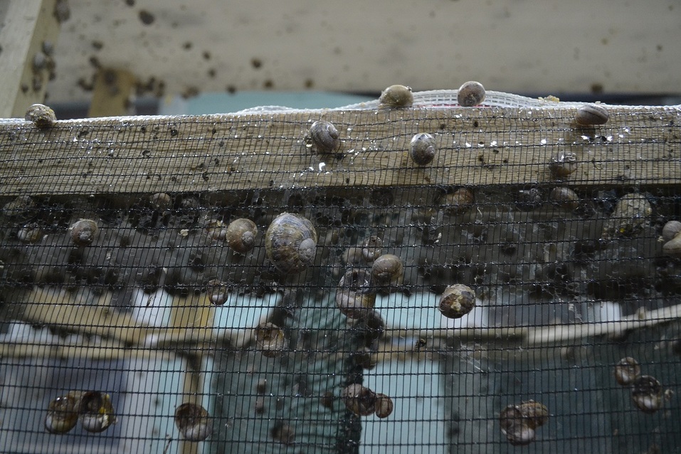 Сетка с улитками Сетка с улитками