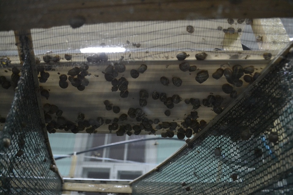 Улитки в сетке Улитки в сетке