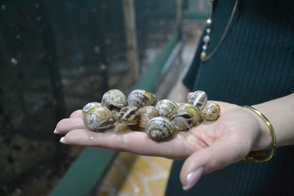 «Мы открыли улиточную ферму». Как вырастить в России французский деликатес? КЕЙС 1 «Мы открыли улиточную ферму». Как вырастить в России французский деликатес? КЕЙС 1