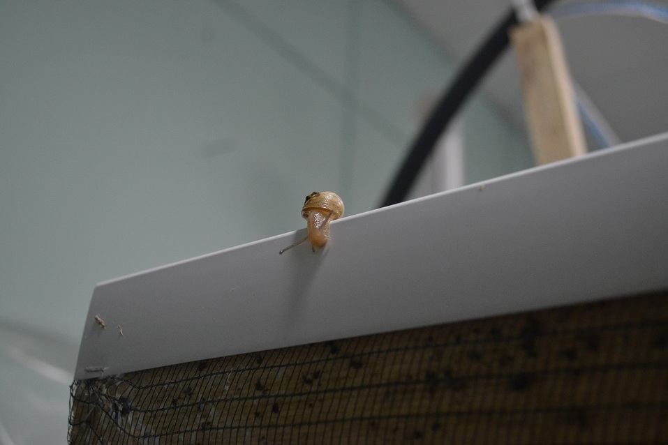 «Мы открыли улиточную ферму». Как вырастить в России французский деликатес? КЕЙС 2 «Мы открыли улиточную ферму». Как вырастить в России французский деликатес? КЕЙС 2