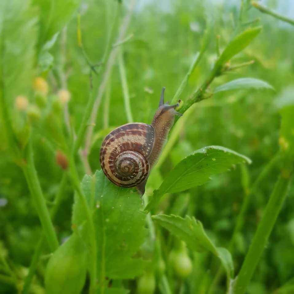 Улитка в траве Улитка в траве