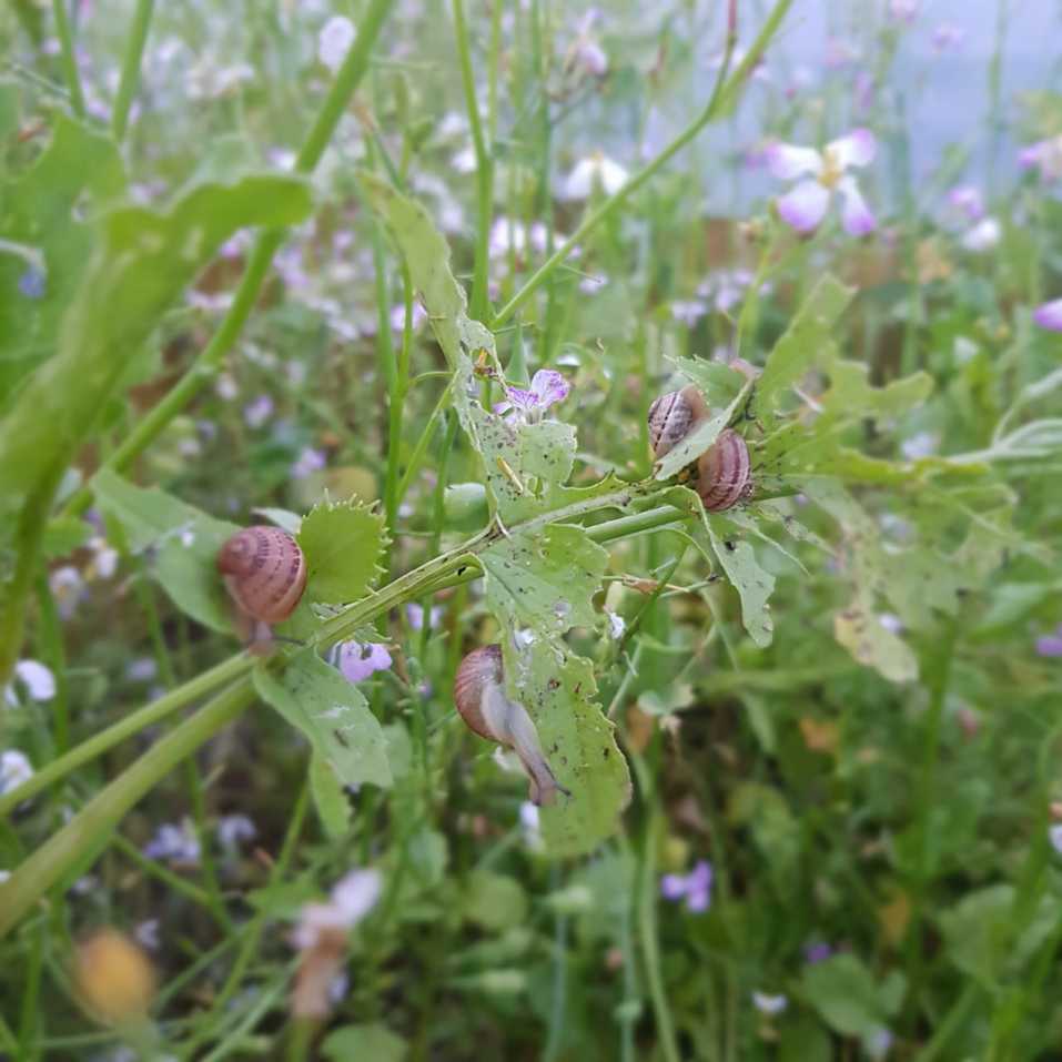 Улитки в траве Улитки в траве